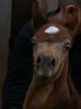 First Majdy's foals are born!