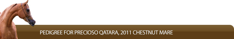 Pedigree for Precioso Qatara, 2011 Chestnut mare