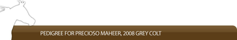 Pedigree for Precioso Maheer, 2008 grey colt