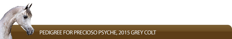 Pedigree for Precioso Psyche, 2015 Grey Colt