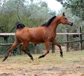 El Precioso Arabians Stud