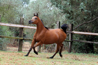 El Precioso Arabians Stud