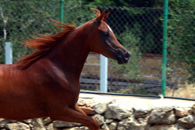 El Precioso Arabians Stud