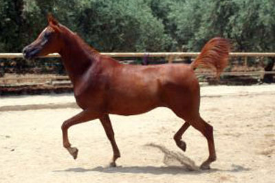 El Precioso Arabians Stud