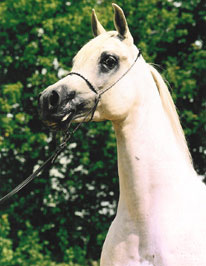 El Precioso Arabians Stud