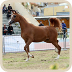 Precioso Qatara