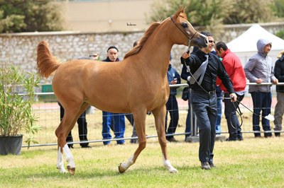 El Precioso Arabians Stud