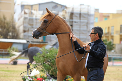 El Precioso Arabians Stud