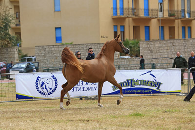 El Precioso Arabians Stud