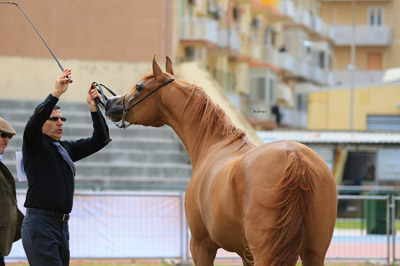 El Precioso Arabians Stud