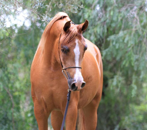 El Precioso Arabians Stud