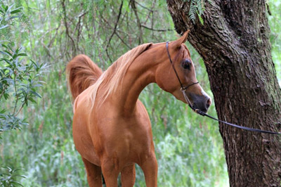 El Precioso Arabians Stud