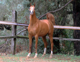 El Precioso Arabians Stud