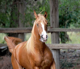 El Precioso Arabians Stud