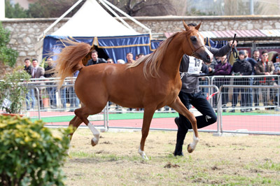 El Precioso Arabians Stud