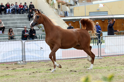 El Precioso Arabians Stud