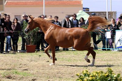 El Precioso Arabians Stud