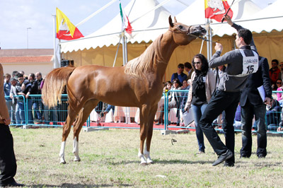 El Precioso Arabians Stud