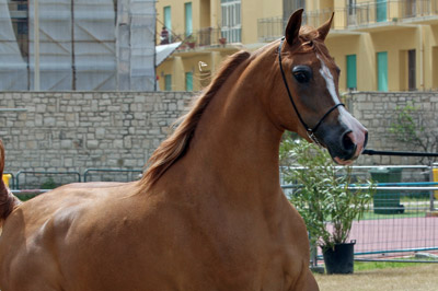 El Precioso Arabians Stud