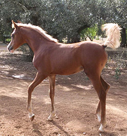 El Precioso Arabians Stud