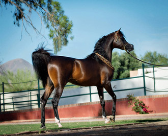 El Precioso Arabians Stud