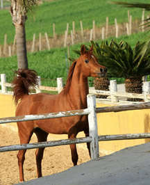 El Precioso Arabians Stud