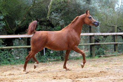 El Precioso Arabians Stud