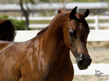 El Precioso Arabians Stud