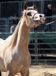 El Precioso Arabians Stud