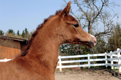 El Precioso Arabians Stud