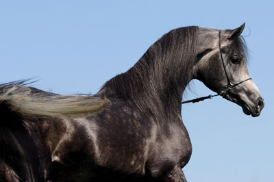 El Precioso Arabians Stud