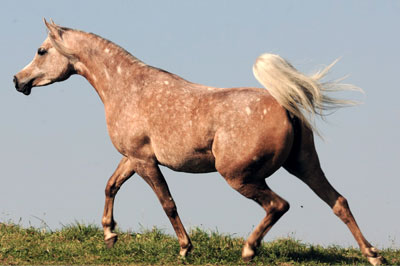 El Precioso Arabians Stud