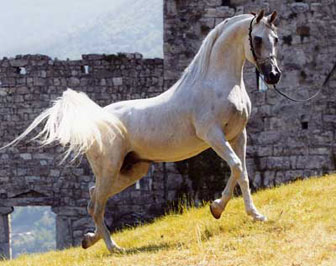 El Precioso Arabians Stud