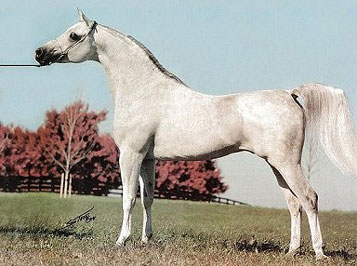 El Precioso Arabians Stud