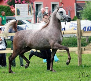 El Precioso Arabians Stud