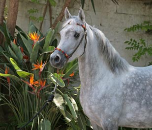 El Precioso Arabians Stud