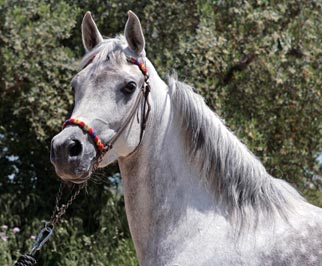 El Precioso Arabians Stud