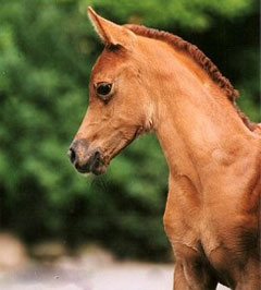 El Precioso Arabians Stud