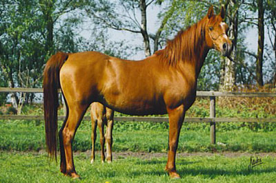 El Precioso Arabians Stud