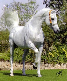 El Precioso Arabians Stud