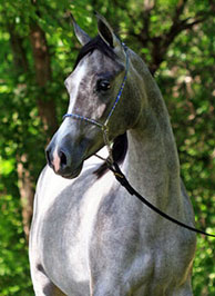 El Precioso Arabians Stud