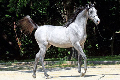 El Precioso Arabians Stud