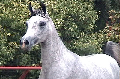 El Precioso Arabians Stud