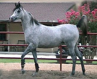 El Precioso Arabians Stud