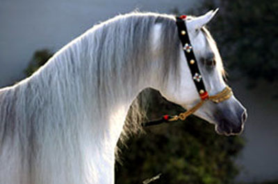 El Precioso Arabians Stud