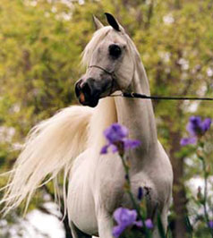 El Precioso Arabians Stud