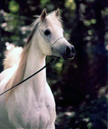 El Precioso Arabians Stud