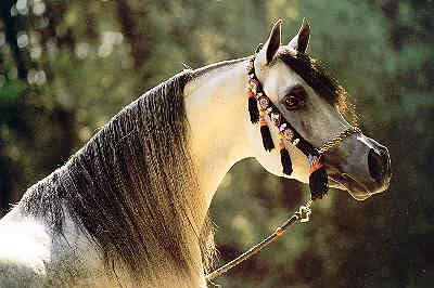 El Precioso Arabians Stud