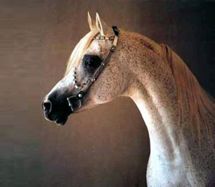 El Precioso Arabians Stud