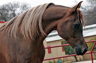 El Precioso Arabians Stud